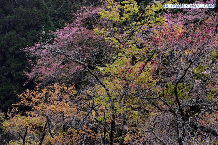 CHINA-TAIWAN-ALI MOUNTAIN-SCENERY(CN)