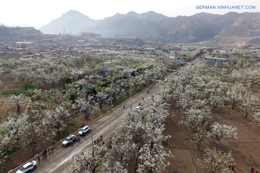 CHINA-GANSU-GAOLAN-PEAR FLOWERS (CN)