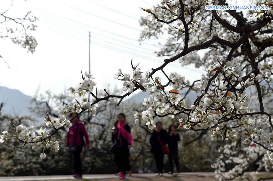 CHINA-GANSU-GAOLAN-PEAR FLOWERS (CN)