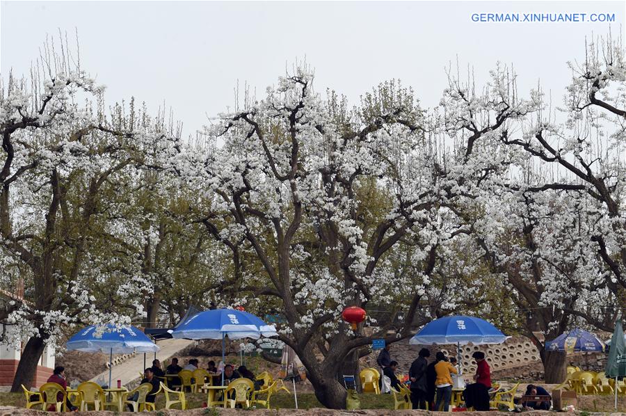 CHINA-GANSU-GAOLAN-PEAR FLOWERS (CN)