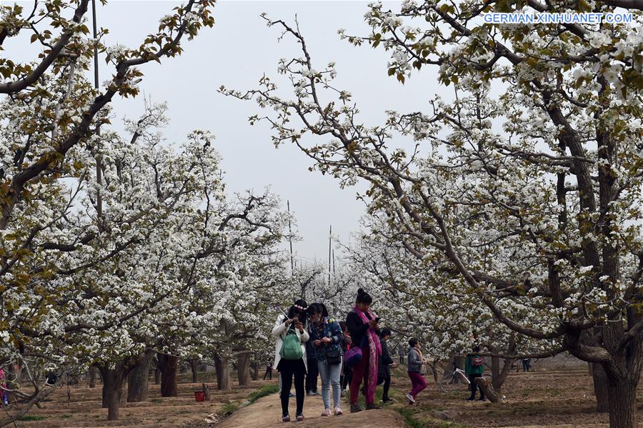 CHINA-GANSU-GAOLAN-PEAR FLOWERS (CN)