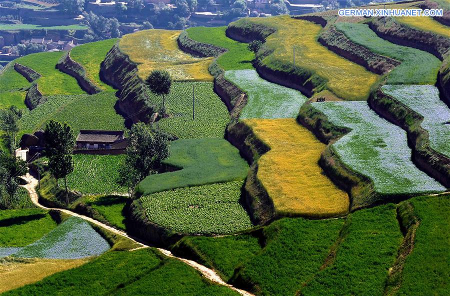 CHINA-TERRACED FIELDS-SCENERY (CN)