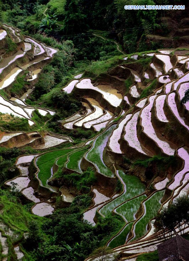 CHINA-TERRACED FIELDS-SCENERY (CN)