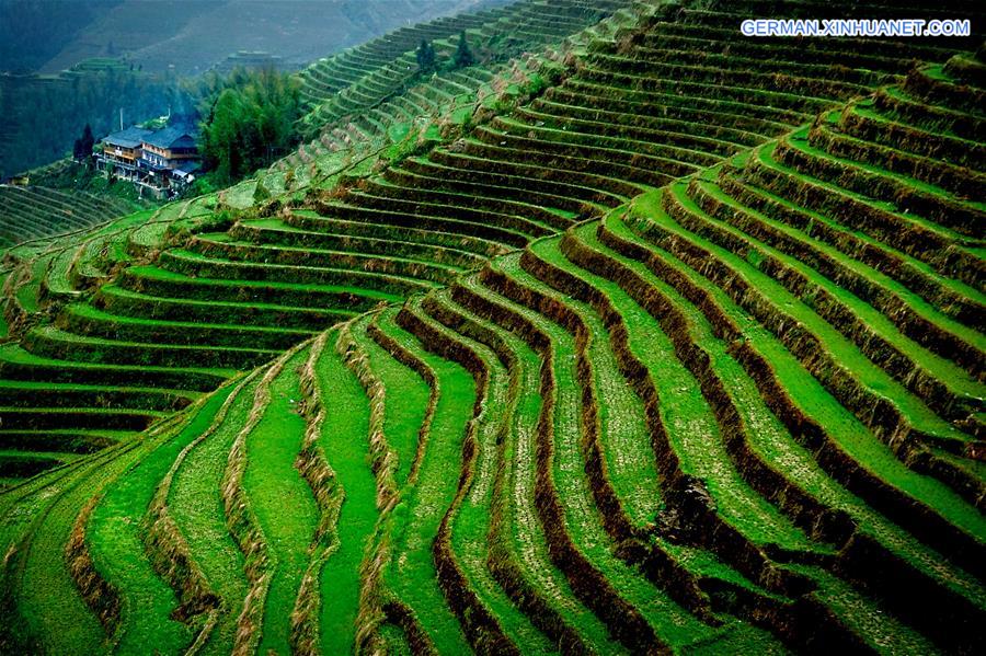 CHINA-TERRACED FIELDS-SCENERY (CN)