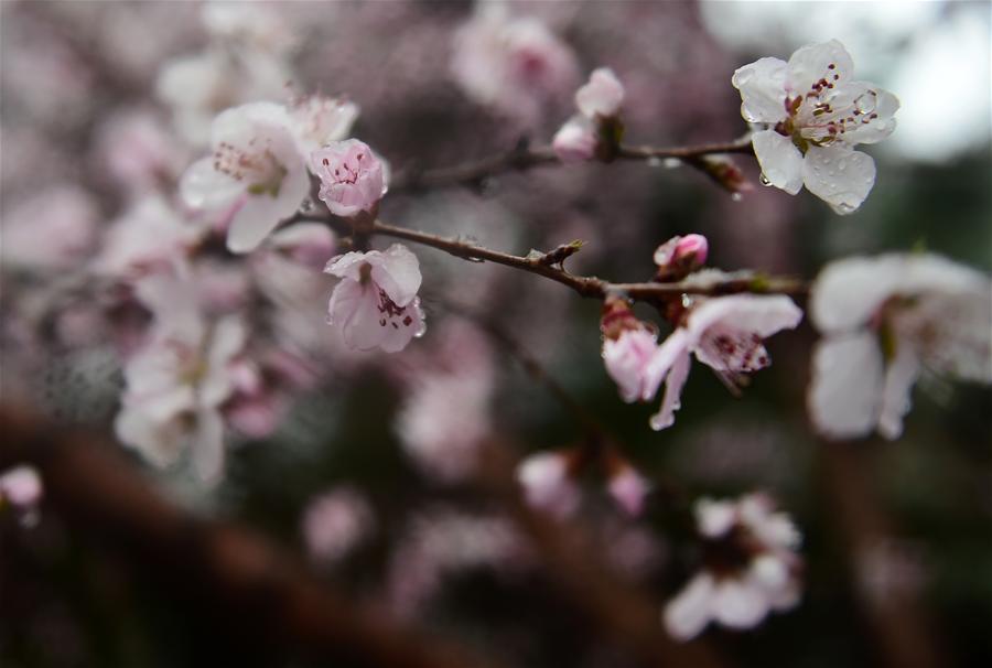 CHINA-CHANGCHUN-PEACH BLOSSOM-SNOW(CN)