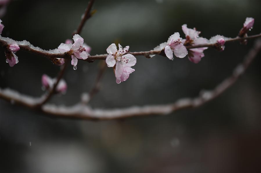 CHINA-CHANGCHUN-PEACH BLOSSOM-SNOW(CN)