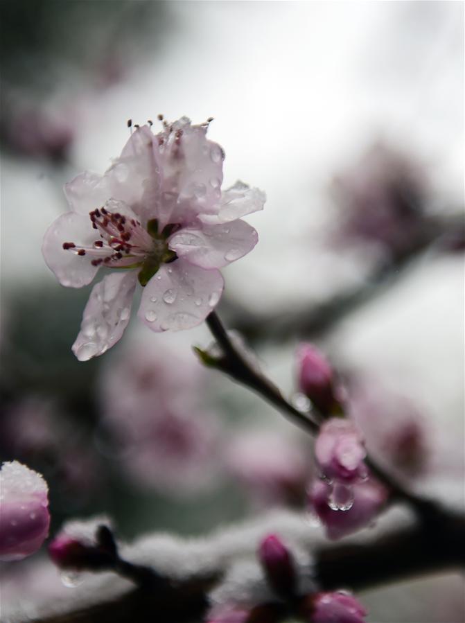 CHINA-CHANGCHUN-PEACH BLOSSOM-SNOW(CN)