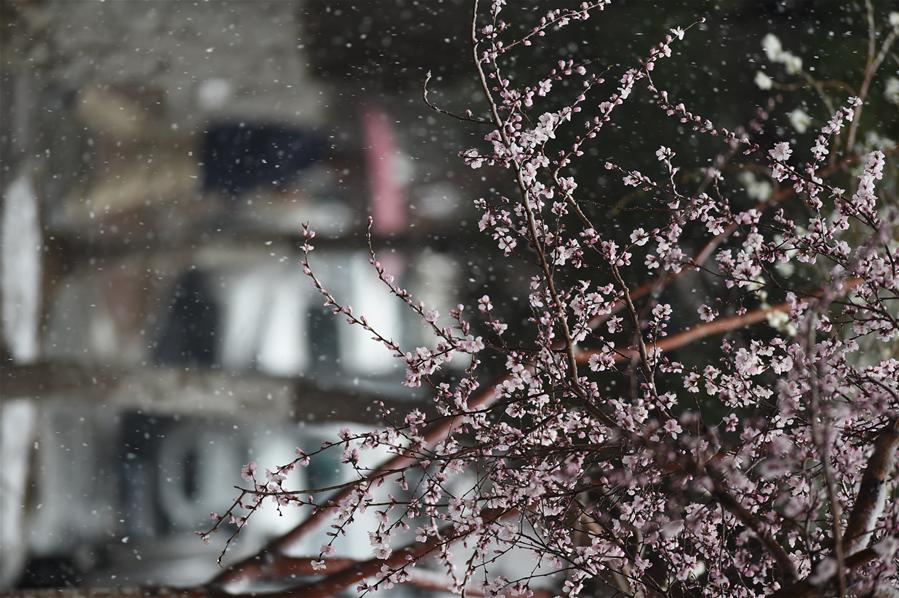 CHINA-CHANGCHUN-PEACH BLOSSOM-SNOW(CN)