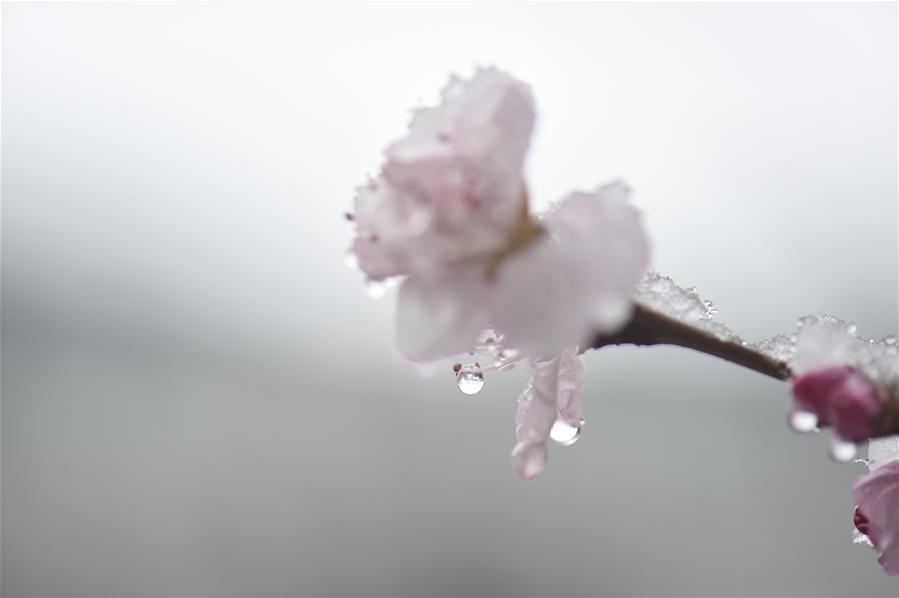 CHINA-CHANGCHUN-PEACH BLOSSOM-SNOW(CN)