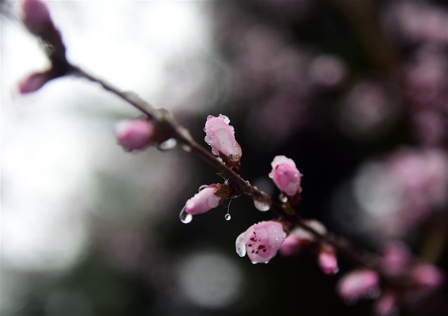 CHINA-CHANGCHUN-PEACH BLOSSOM-SNOW(CN)