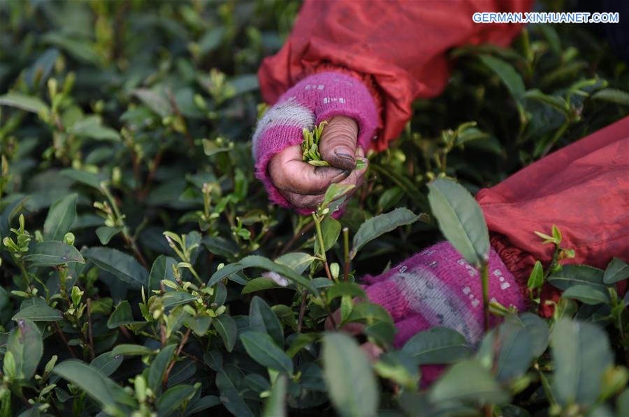 CHINA-HANGZHOU-WEST LAKE LONGJING TEA-PICKING (CN)