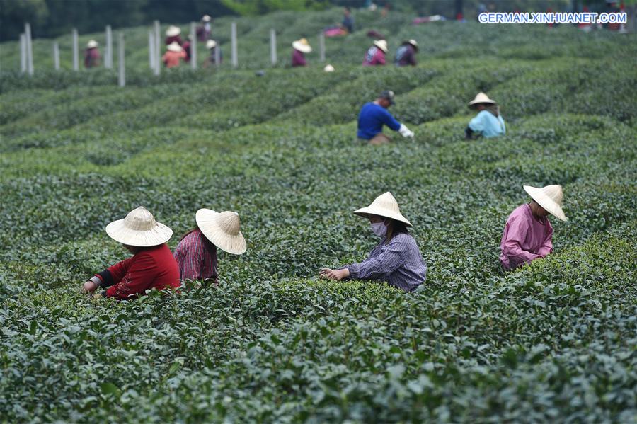 CHINA-HANGZHOU-WEST LAKE LONGJING TEA-PICKING (CN)