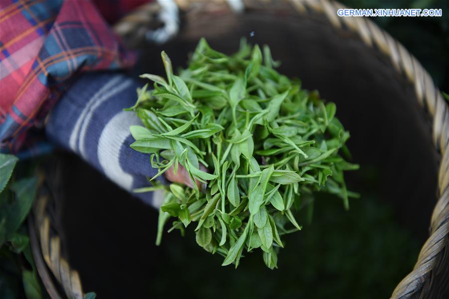 CHINA-HANGZHOU-WEST LAKE LONGJING TEA-PICKING (CN)