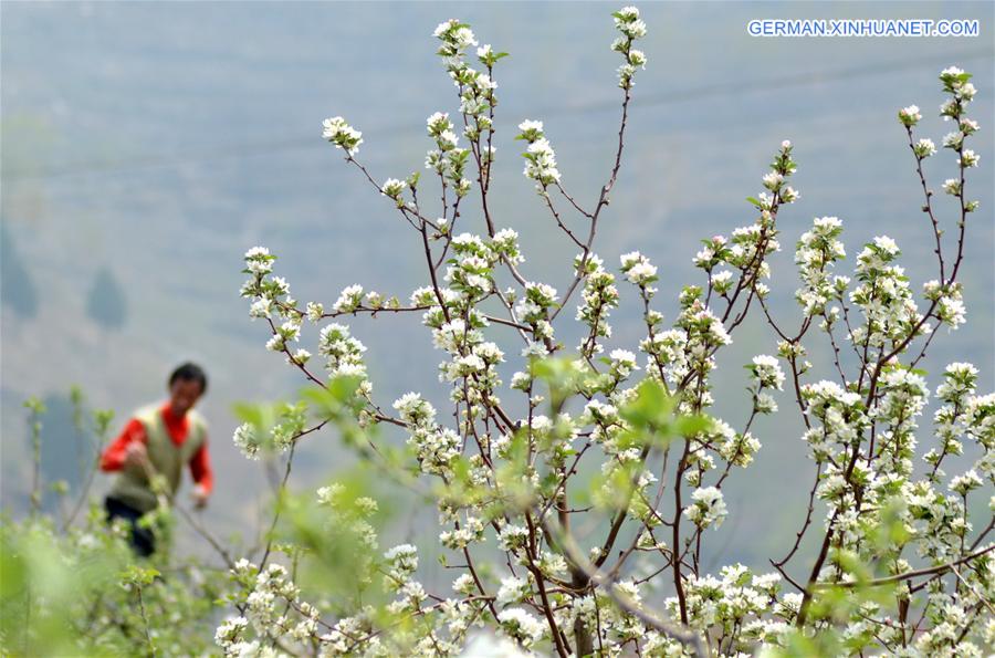 #CHINA-SHANDONG-FRUIT GROWER (CN)
