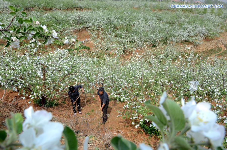 #CHINA-SHANDONG-FRUIT GROWER (CN)