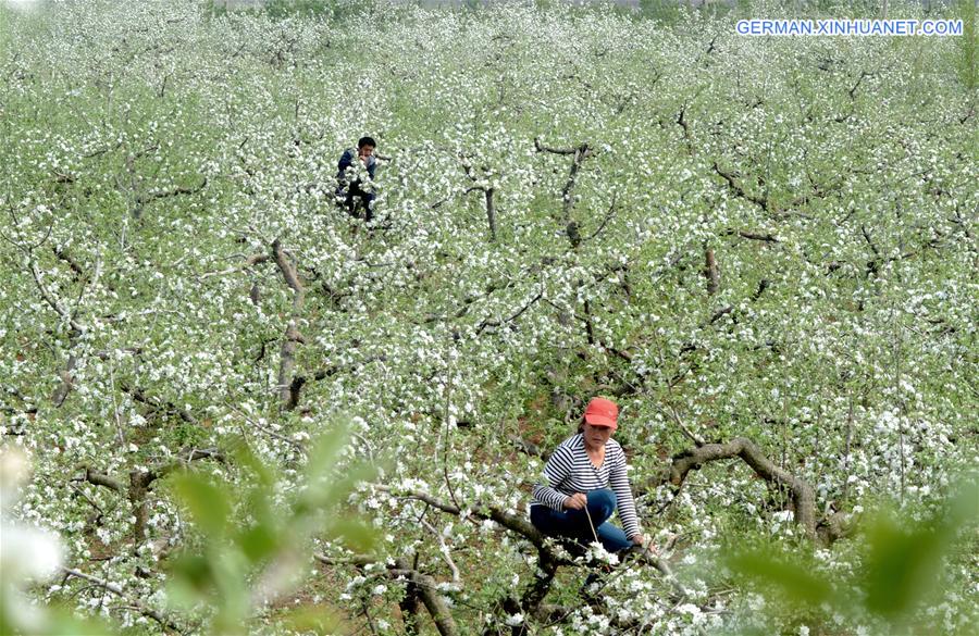 #CHINA-SHANDONG-FRUIT GROWER (CN)