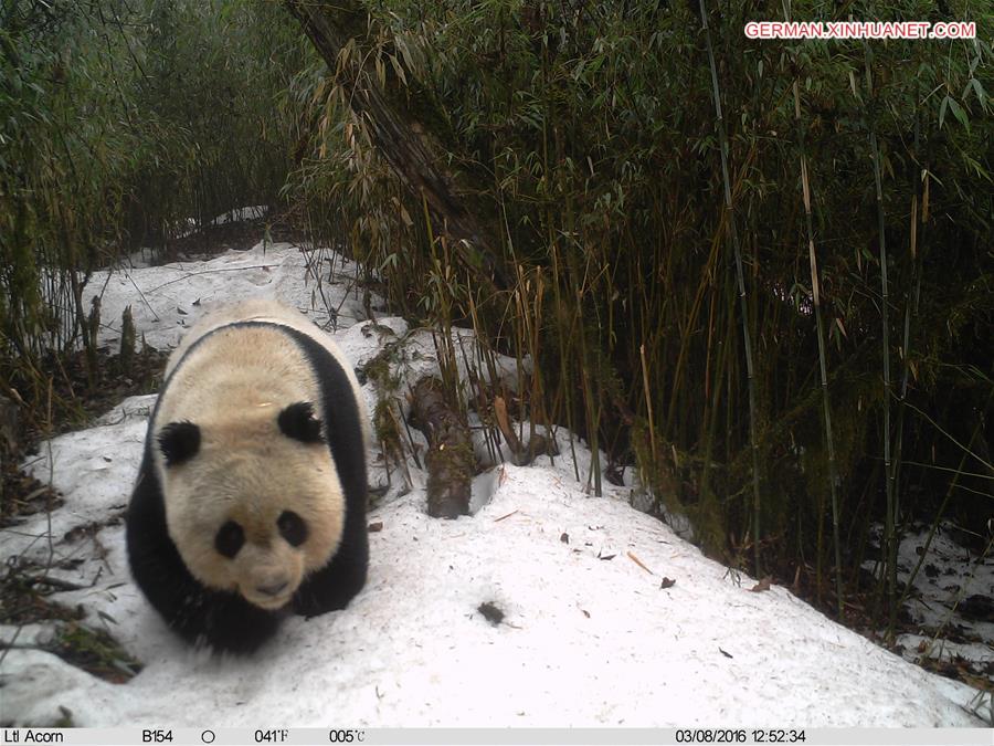 CHINA-GANSU-WILD GIANT PANDA (CN)