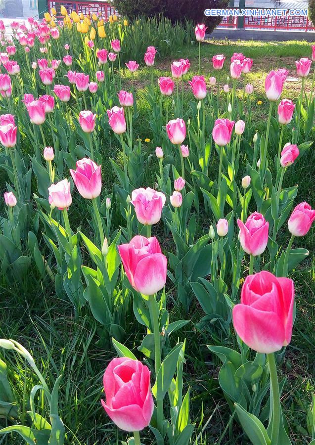 #CHINA-BEIJING-TULIP-SHOW(CN)