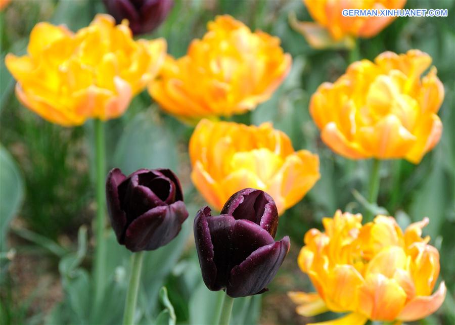 #CHINA-BEIJING-TULIP-SHOW(CN)