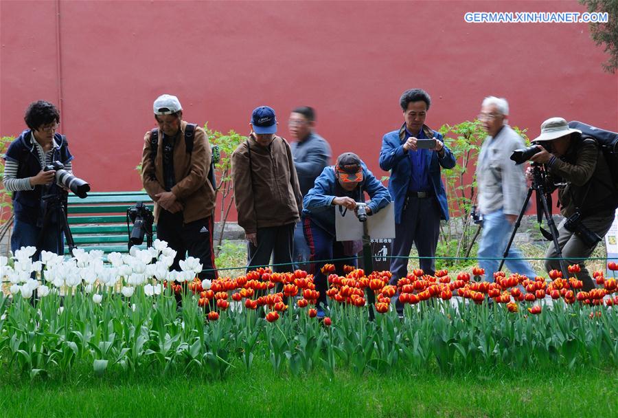 #CHINA-BEIJING-TULIP-SHOW(CN)