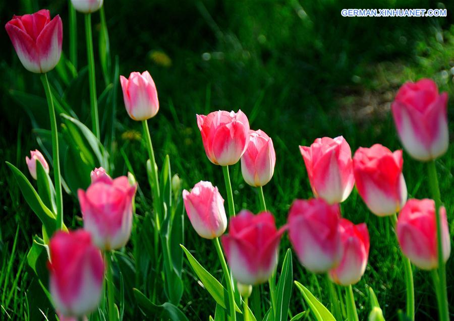 #CHINA-BEIJING-TULIP-SHOW(CN)