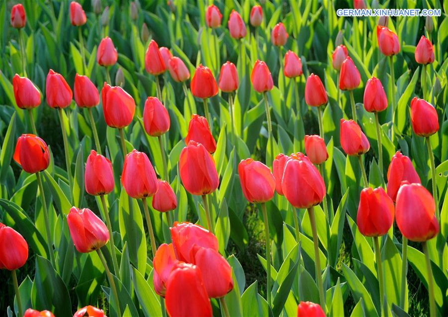 #CHINA-BEIJING-TULIP-SHOW(CN)