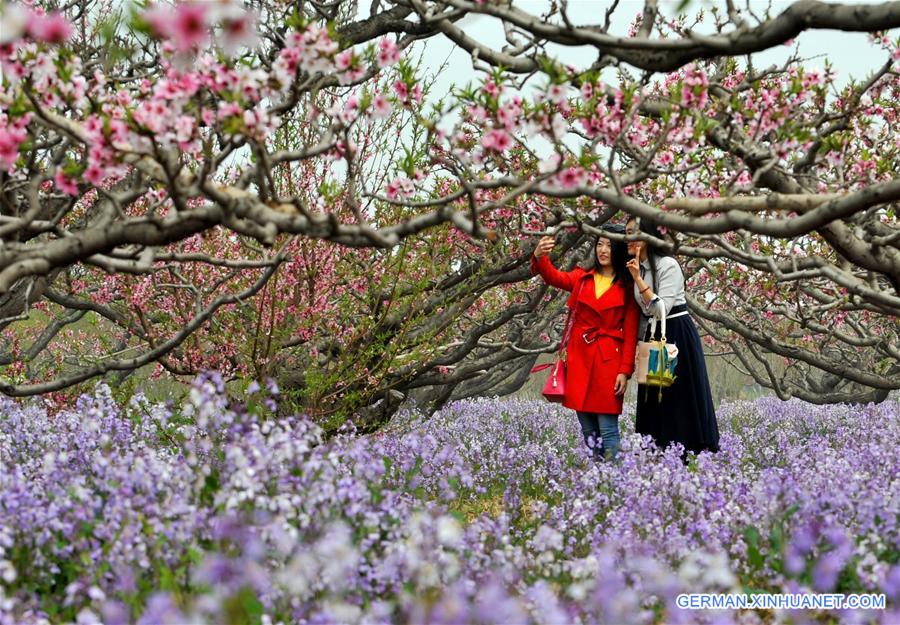 CHINA-TIANJIN-PEACH BLOSSOM (CN)