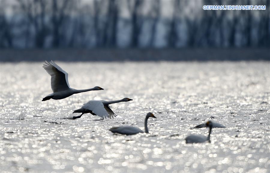 CHINA-HEILONGJIANG-NAOLI RIVER NATURAL RESERVE-TUNDRA SWANS (CN)