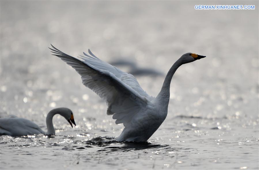 CHINA-HEILONGJIANG-NAOLI RIVER NATURAL RESERVE-TUNDRA SWANS (CN)