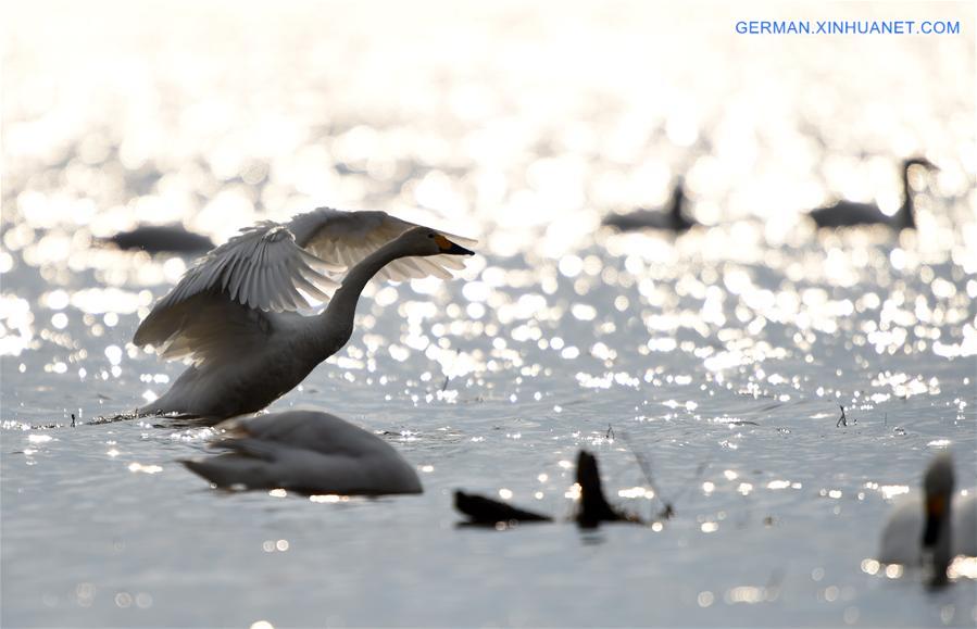 CHINA-HEILONGJIANG-NAOLI RIVER NATURAL RESERVE-TUNDRA SWANS (CN)