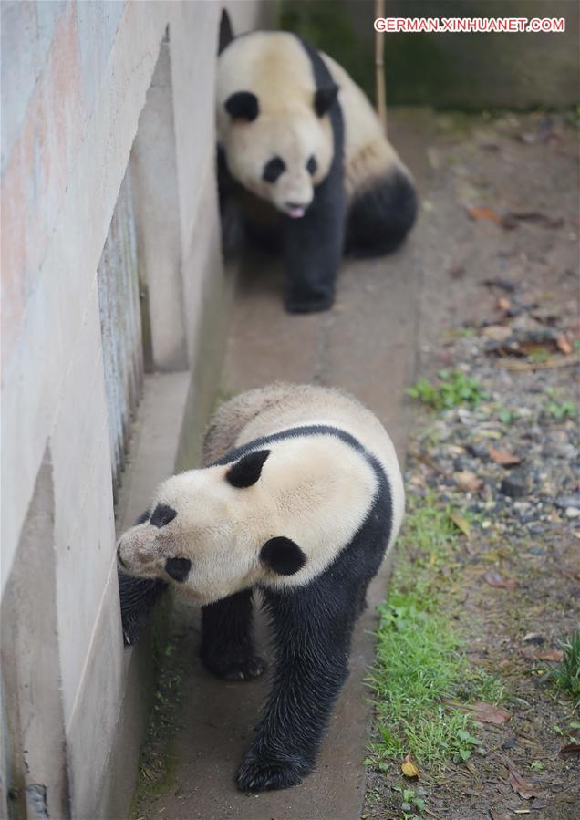 CHINA-SICHUAN-GIANT PANDAS-MATING (CN)