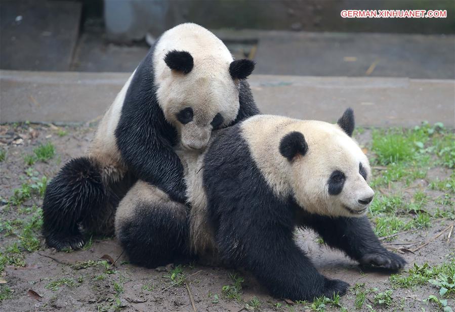 CHINA-SICHUAN-GIANT PANDAS-MATING (CN)