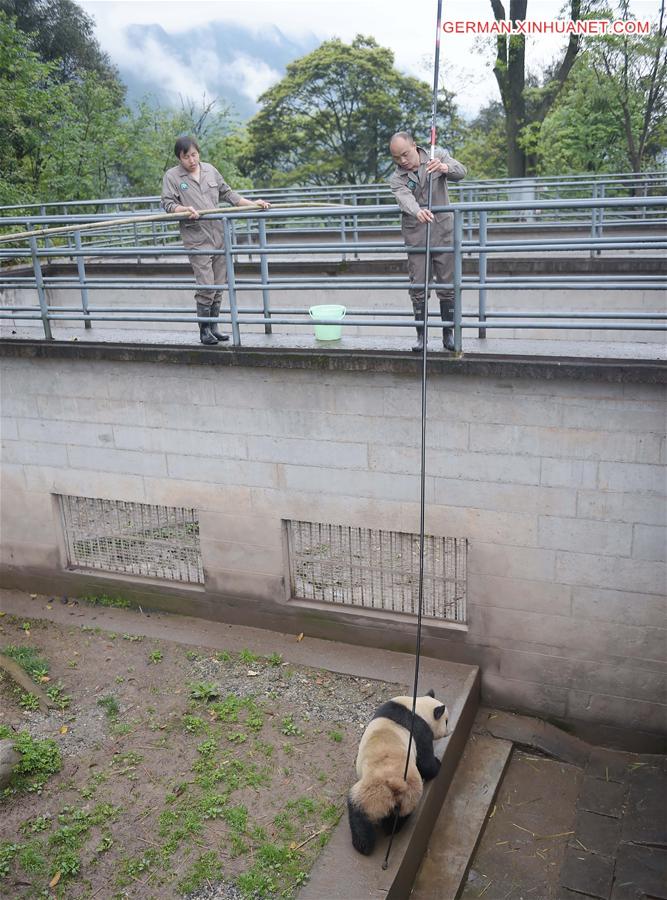 CHINA-SICHUAN-GIANT PANDAS-MATING (CN)