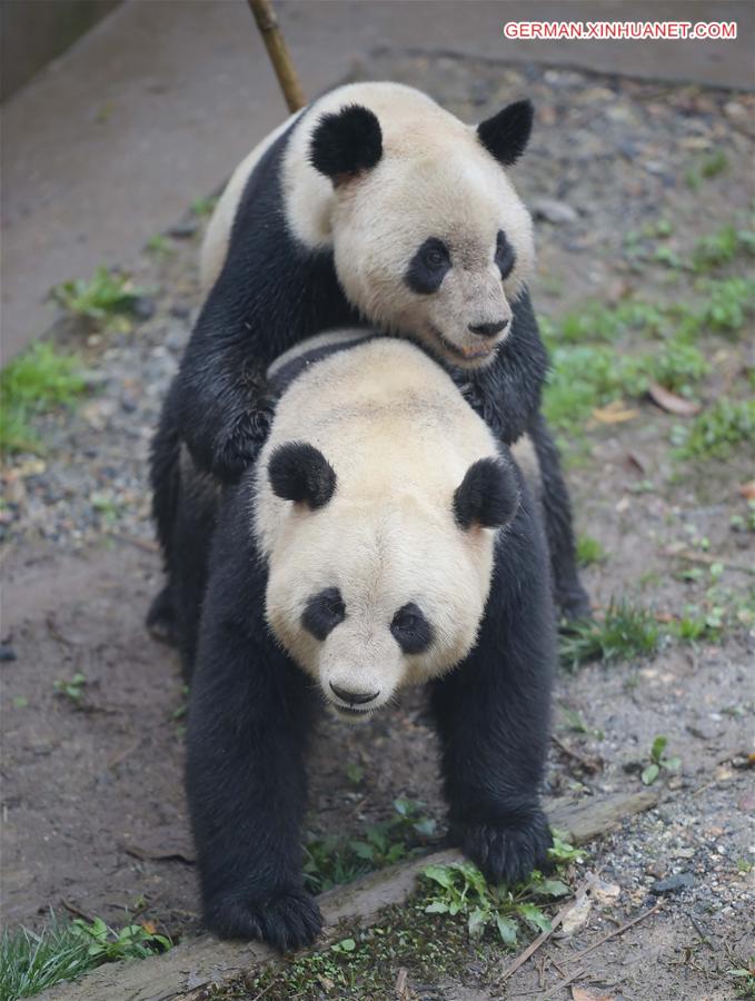 CHINA-SICHUAN-GIANT PANDAS-MATING (CN)