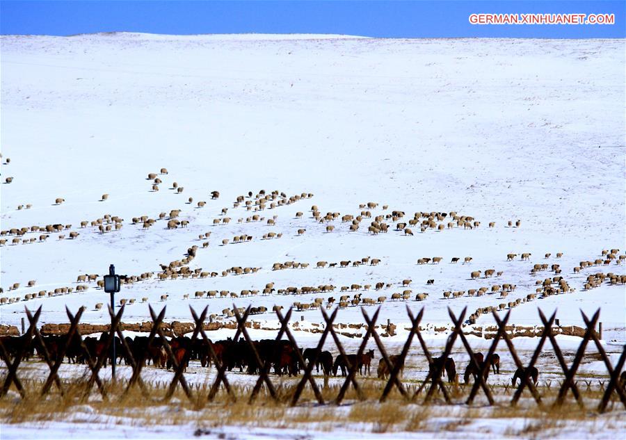 #CHINA-GANSU-GRASSLAND-SNOWFALL (CN)