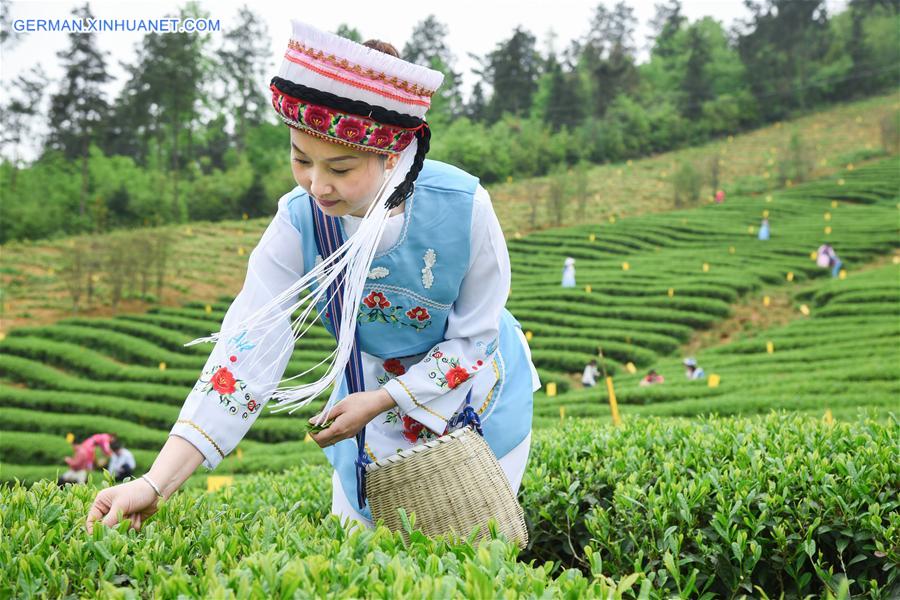 CHINA-GUIZHOU-GUYU-TEA PICKING (CN)