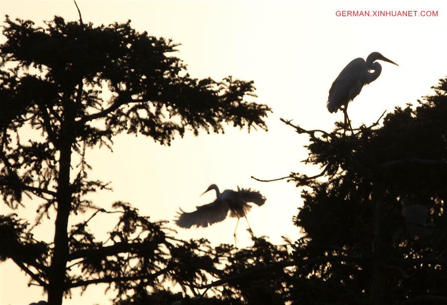 #CHINA-JIANGXI-POYANG LAKE-EGRETS (CN)