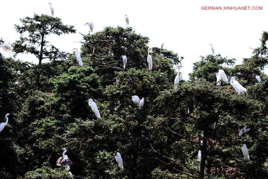 #CHINA-JIANGXI-POYANG LAKE-EGRETS (CN)