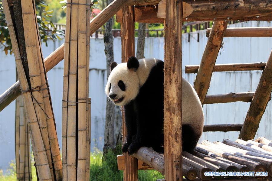 #CHINA-ANHUI-GIANT PANDA (CN)