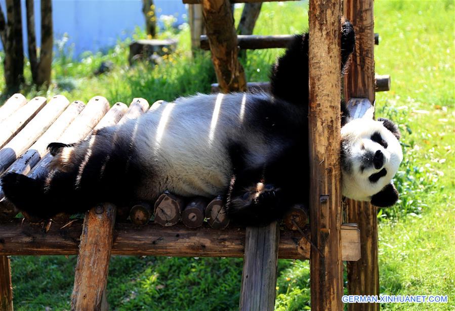 #CHINA-ANHUI-GIANT PANDA (CN)
