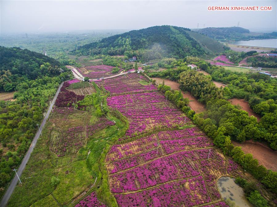 CHINA-CHANGXING-AZALEA(CN)