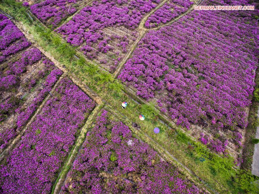 CHINA-CHANGXING-AZALEA(CN)