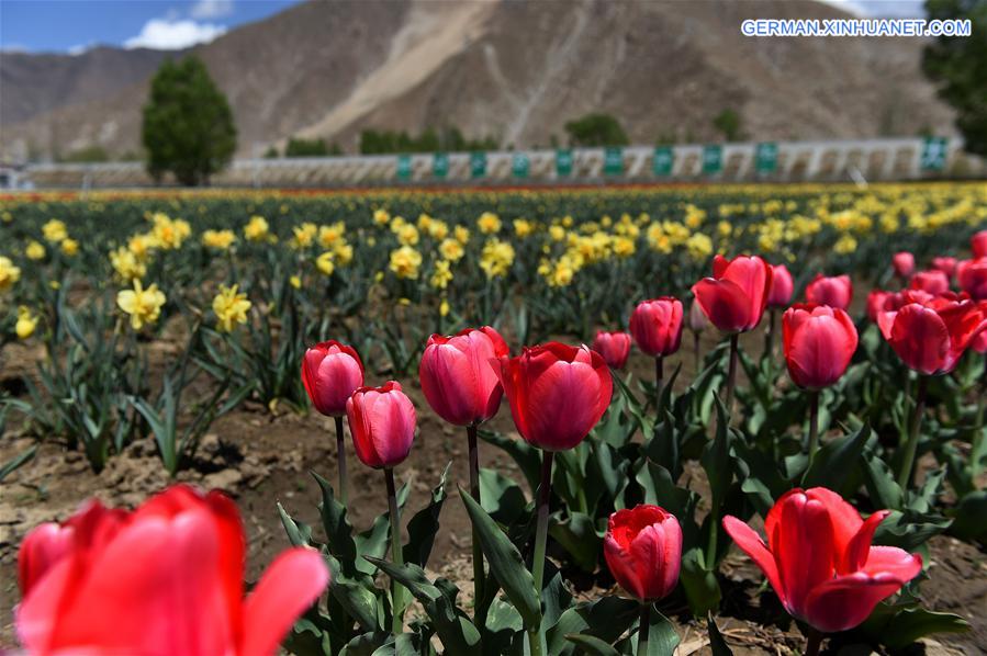 CHINA-TIBET-LHASA-TULIP (CN)