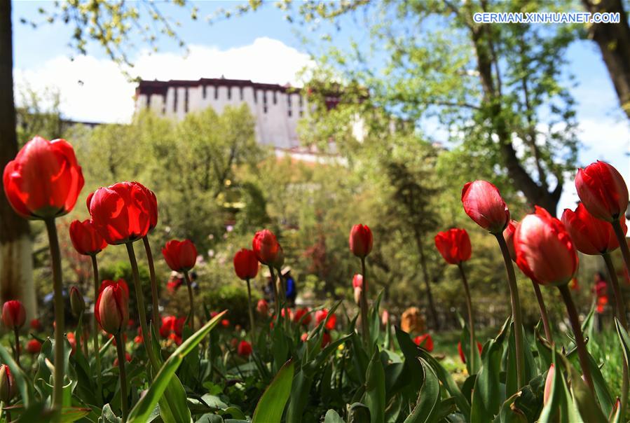 CHINA-TIBET-LHASA-TULIP (CN)