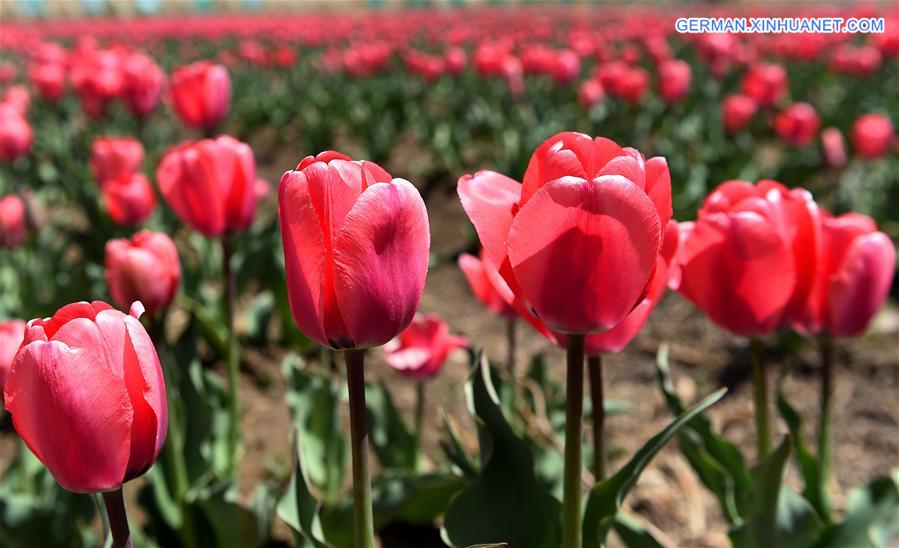 CHINA-TIBET-LHASA-TULIP (CN)