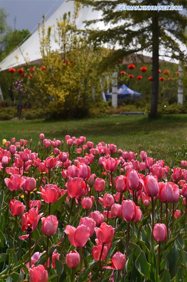 CHINA-TIBET-LHASA-TULIP (CN)