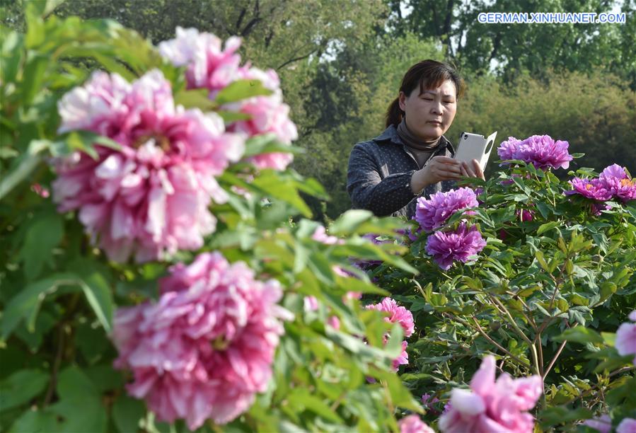 CHINA-BEIJING-SPRING-FLOWERS (CN)