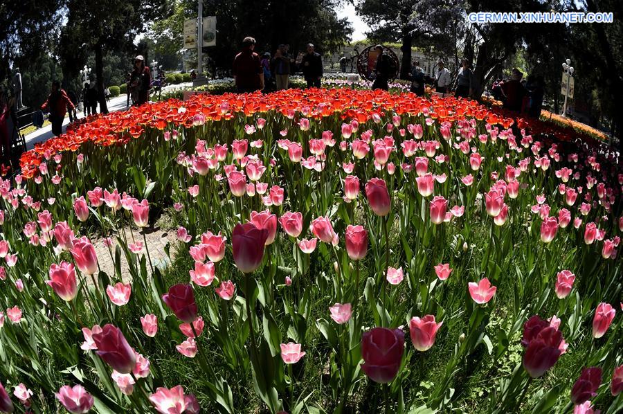 CHINA-BEIJING-SPRING-FLOWERS (CN)