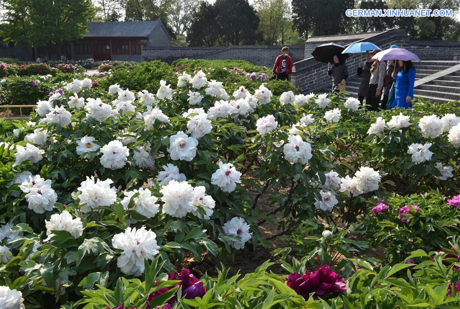 CHINA-BEIJING-SPRING-FLOWERS (CN)