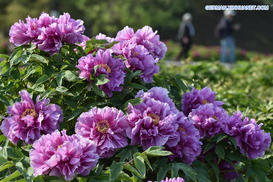 CHINA-BEIJING-SPRING-FLOWERS (CN)